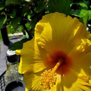 Meet your Posher, Shirley